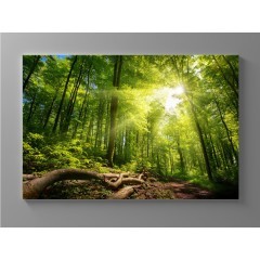 Obraz Kouzlo lesa - výběr velikostí